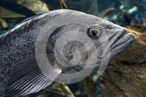 Largemouth bass Micropterus salmoides ,close up detail photo