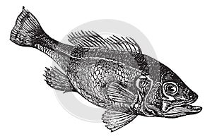 Largemouth bass Micropterus salmoides or widemouth bass vintage engraving