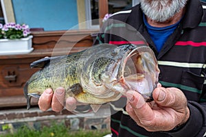 Largemouth Bass with open mouth in the hands of the fisherman