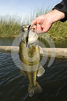 Largemouth Bass with Rubber Worm Closeup