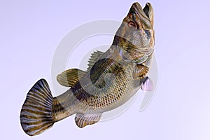 Largemouth Bass Side Profile photo