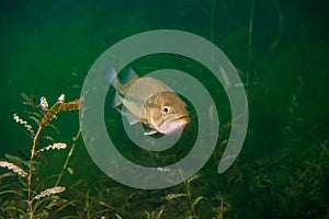 Largemouth bass swimming through the weeds in a Michigan inland lake. Micropterus salmoides