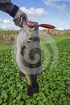 Largemouth Bass with Topwater Lure Closeup