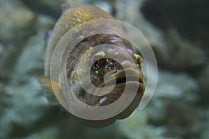 Largemouth bass underwater