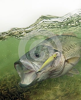 Largemouth bass fish fighting for freedom photo