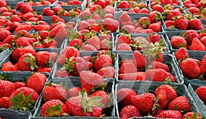 Larger DOF horizontal strawberries