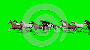 Larger group horses running past - green screen