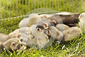 Larger puppy ferret group resting and relaxing on grass in playpen