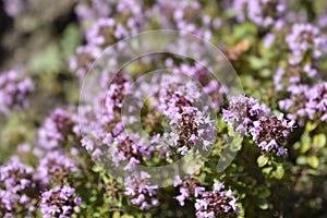 Larger wild thyme