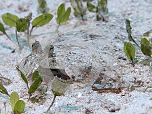 Largescale flounder