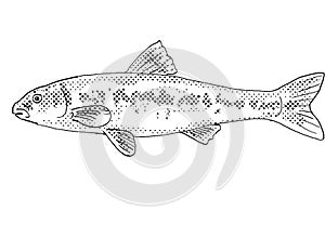 Largescale stoneroller or Campostoma oligolepis Freshwater Fish Cartoon Drawing