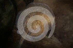 Largespot River Stingray