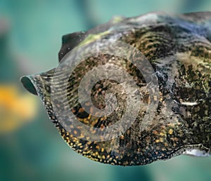 Largespot River Stingray