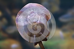 Largespot River Stingray