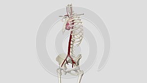 The largest artery in the body is the aorta and it is divided into four parts: