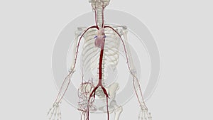 The largest artery in the body is the aorta and it is divided into four parts: