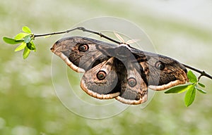 The largest butterfly in Europe in terms of wingspan Saturnia pyri