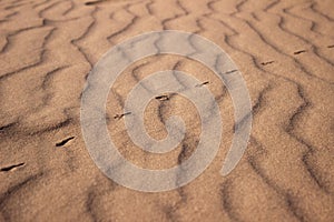 The largest desert in Europe, Ukraine - Oleshky Sands OleshkivsÃÂ¹ki pisky. Animal footprints in the yellow sand, background