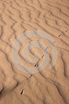 The largest desert in Europe, Ukraine - Oleshky Sands OleshkivsÃÂ¹ki pisky. Animal footprints in the yellow sand, background