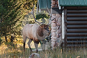 Largest Elk, Wapiti with antler bugling walking in autumn forest near cottage at Jasper national park