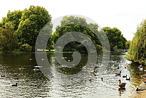 Ducks on the Serpentine Lake in Hyde Park, London