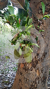 Jackfruit with 500 fruits in a year photo