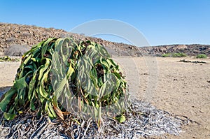 Largest known Welwitschia Mirabilis plant growing in the hot arid Namib Desert of Angola