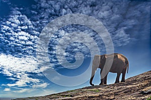 Largest land Mammal in Sri Lanka