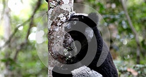 Largest living lemur Indri, (Indri Indri), Andasibe-Mantadia National Park - Analamazaotra, Madagascar wildlife animal