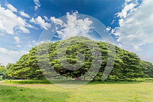The largest monkey pod tree on the blue sky