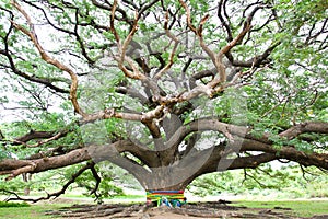 Largest Monkey Pod Tree
