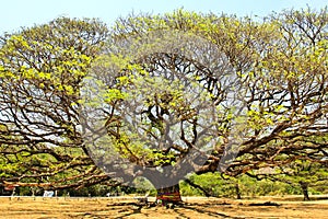 Largest Monkey Pod Tree in Kanchanaburi