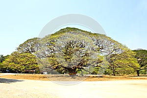 Largest Monkey Pod Tree in Kanchanaburi