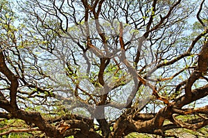 Largest Monkey Pod Tree in Kanchanaburi