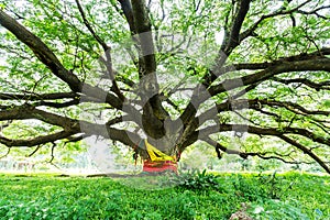 The largest monkey pod tree in Thailand