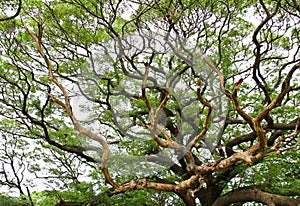 The Largest Monkey Pod Tree.