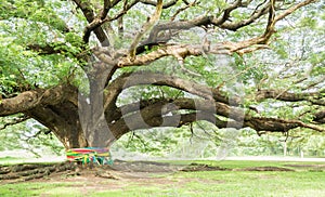 Largest Monkey Pod Tree on white sky