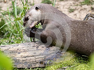 largest otter Giant otter, Pteronura brasiliensis, eats fish caught on land