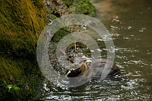 The largest otter Giant otter, Pteronura brasiliensis, eats fish caught on land