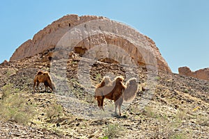 The largest ruins castles of ancient Khorezm â€“ Ayaz - Kala, Uzbekistan