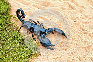 The largest scorpion in the world - Pandinus imperator