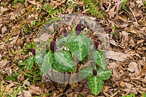 A Colony of Sweet Betsy, Purple Toadshade - Trillium cuneatum photo