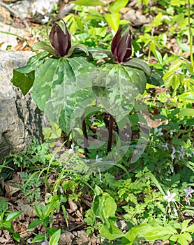 Sweet Betsy, Purple Toadshade, Trillium cuneatum photo