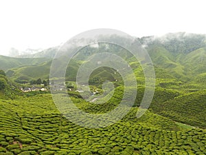 Largest Tea Garden -Cameron Highland