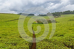 Largest tea plantation of Cameroon, Africa with paths leading through on overcast day