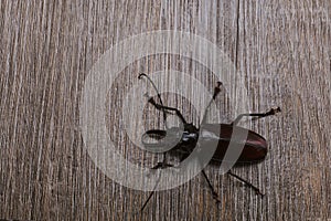 The largest Titan beetle, Titanus giganteus is Neotropical longhorn beetle