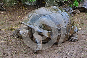 The largest tortoise in the park trying to find a dry shade during a downpour