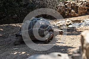 This is the largest tortoise in the world and one of the most protected fauna and health protection systems. Giant tortoise with