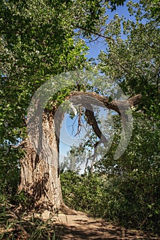 The largest tree in Saskatchewan in summer