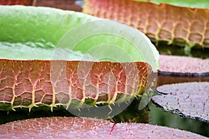 The largest of the water lily Victoria amazonica beautiful leaves in the pond